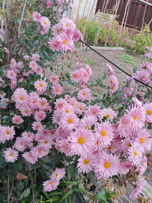 Продаю луковицы лилий