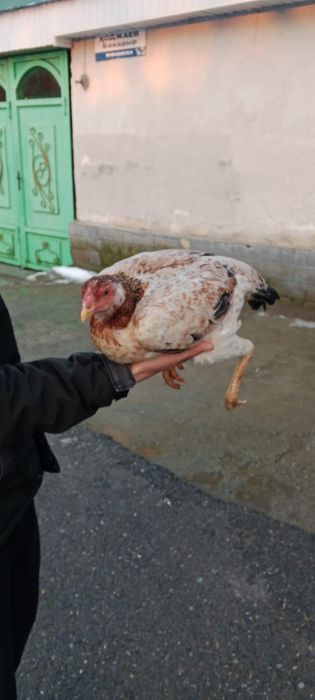 Сатылады боецовкалар