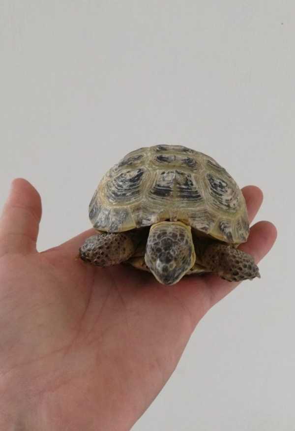 Отдам сухопутную черепаху. Tortoise. У меня живёт сухопутная черепаха и бородатая агама. Черепаха цена в зоомагазине