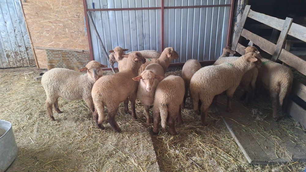 Miei tigaie de vanzare,carlani si oi  pentru crescut sau sacrificat