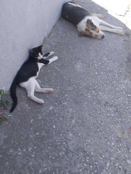 Подарявам малки котенца