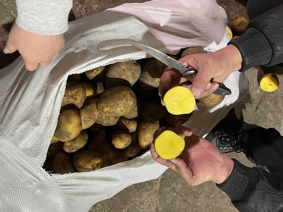 Продам картофель оптом