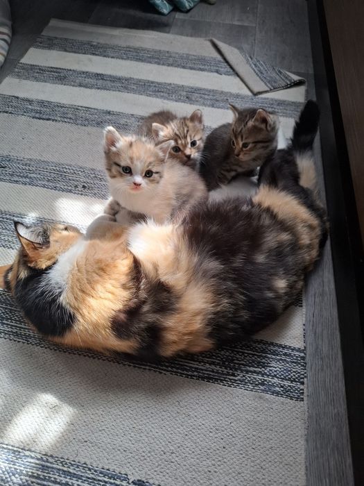 Отдам котят в хорошие руки