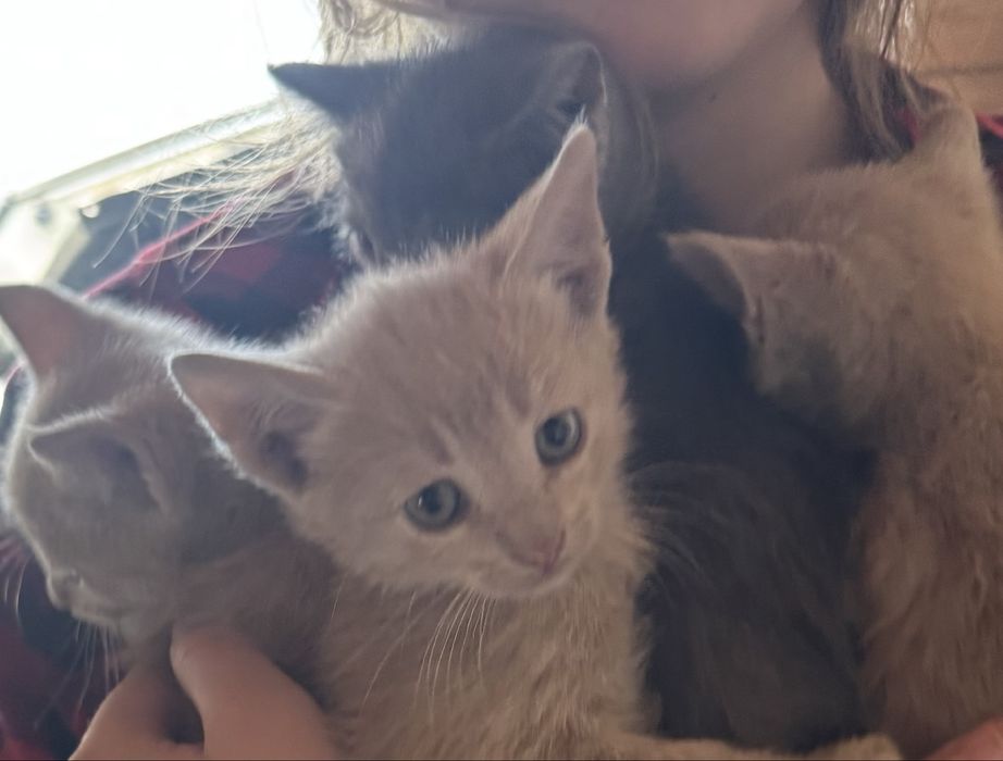 Котята бесплатно ласковые игривые