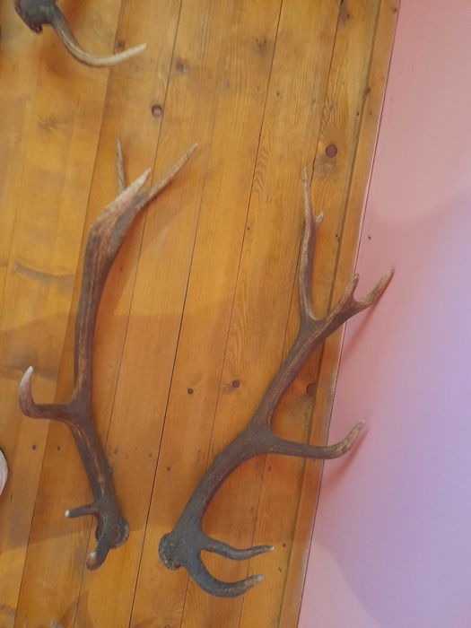 Coarne de cerb lepadate