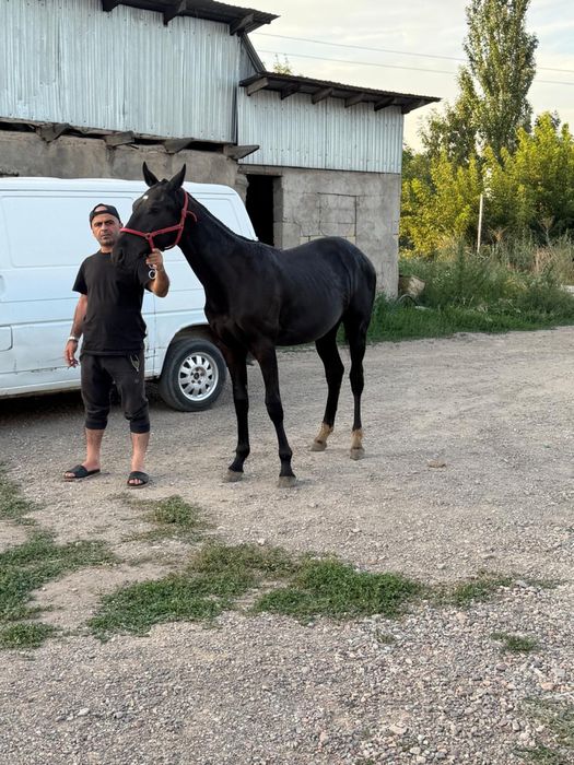 Тайчик, жеребчик скоростной