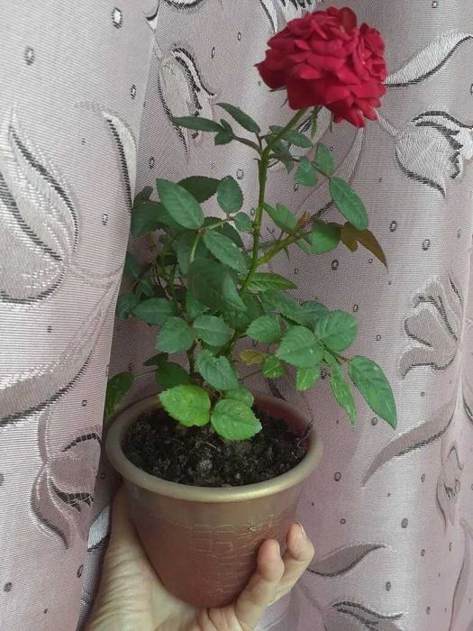 Продам недорого или обмен