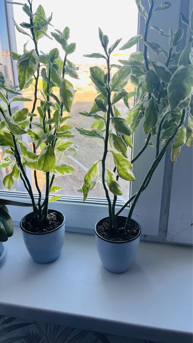 фикус доллар шефлера