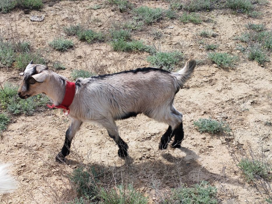 Альпи ұрғашы лақ