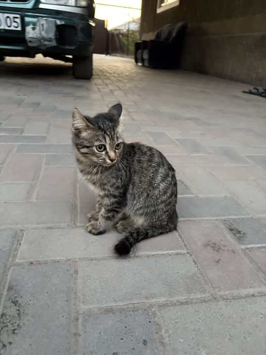 Отдам кошку в хорошие руки