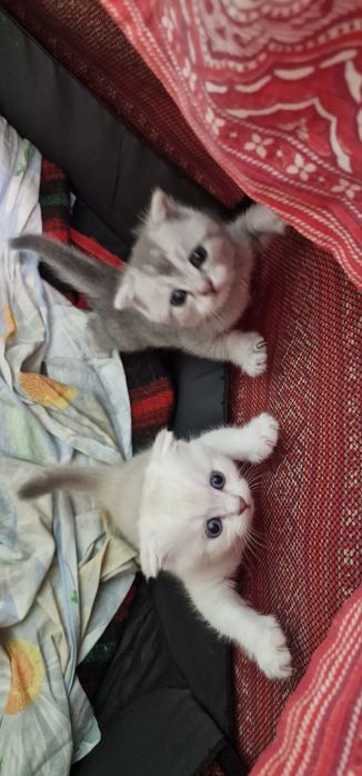 Шотландские котята