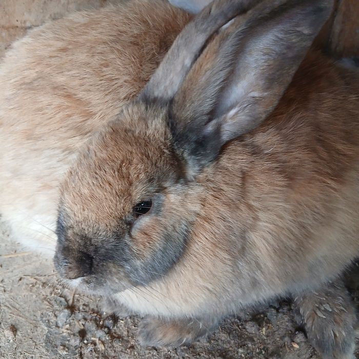 Soglom harakatchang tez kopayadi shoshiling tez sotilib ketmoqda