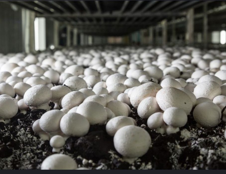 Кузикорин уруги,митсилей эмас таййор дон уруги сотилади.