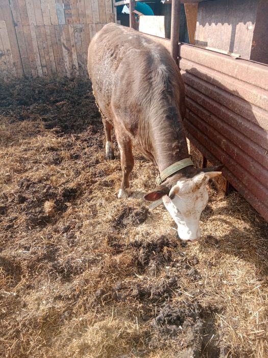 Продам  телочку  годовалый