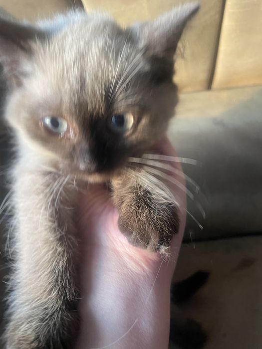 Отдам котят бесплатно