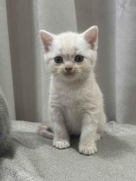 Котята британцы