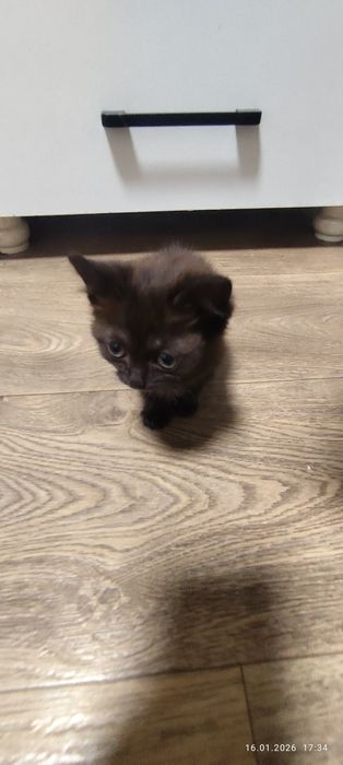 Отдам котенка даром