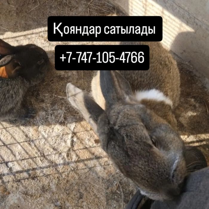 Колик самка самец