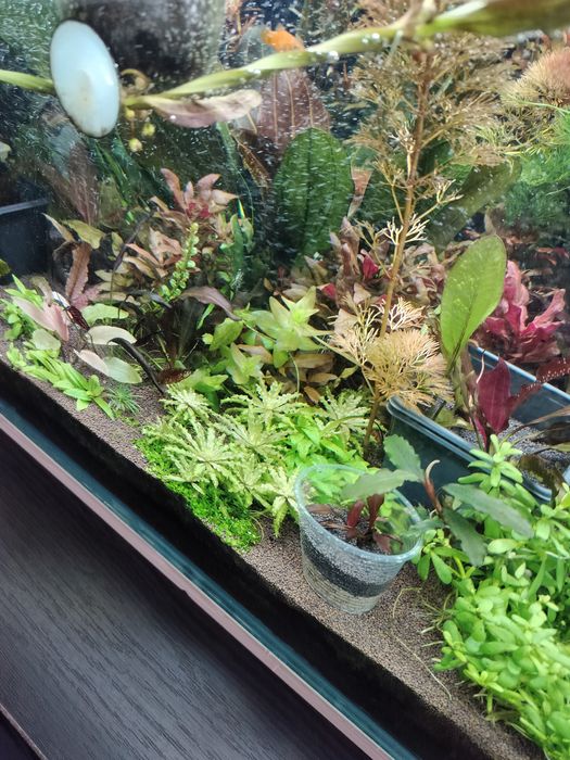 Продам красные Эхинодорусы .