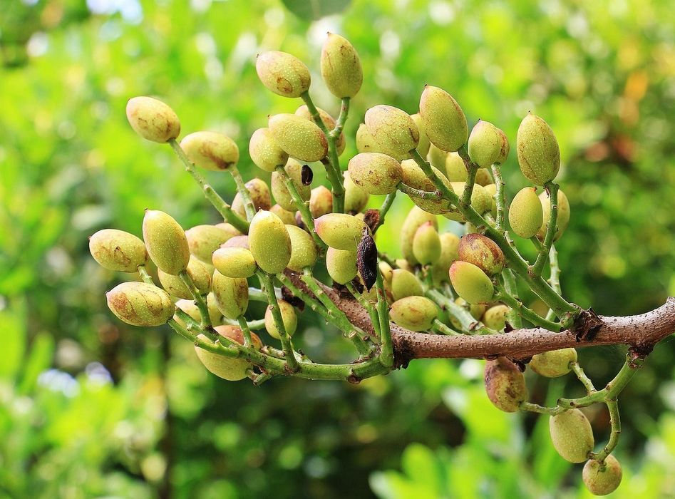 Pomi Exotici (Soiuri De Fistic )