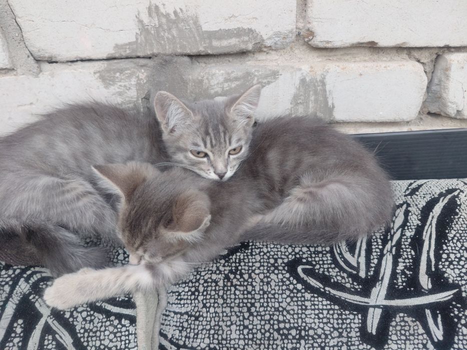 Котята отдам в добрые руки.