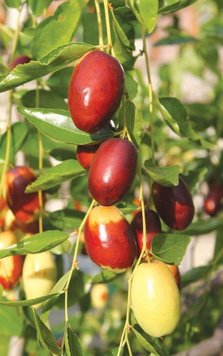 Pomi Fructiferi Exotici  CURMAL CHINEZESC