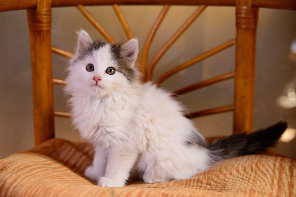 Котенок  девочка