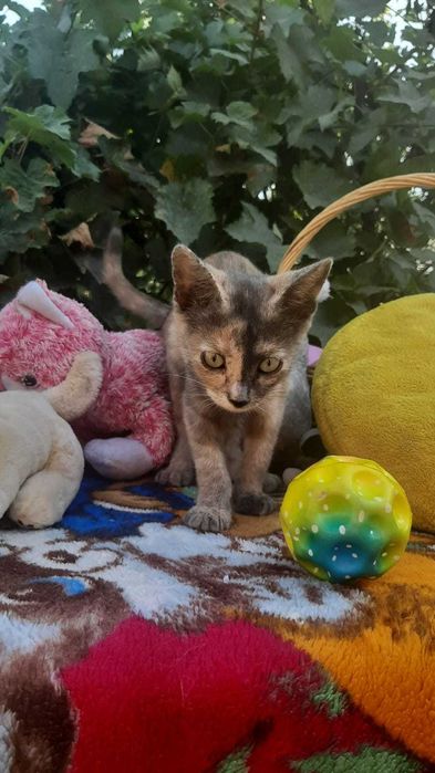 Котята в добрые руки с доставкой