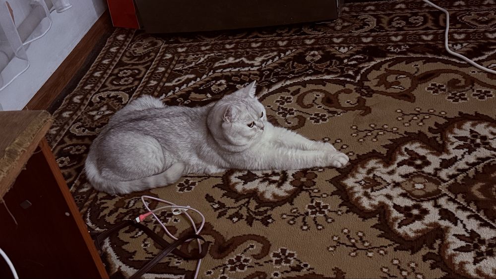Отдам бесплатно Кота  британец