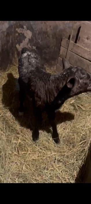 Продам телят нынешних