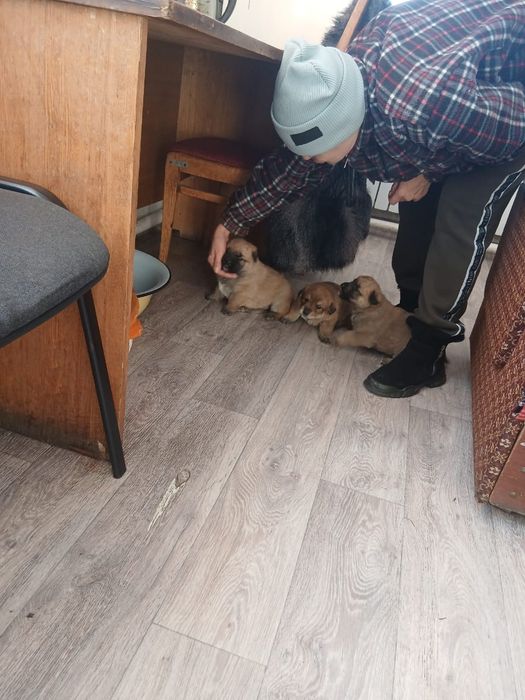 Щенята в добрые руки