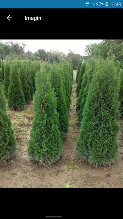 Tuia leylandi columnaris smarald gazon rulou