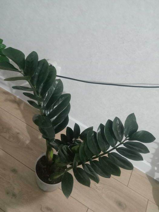 Продам комнатные цветы