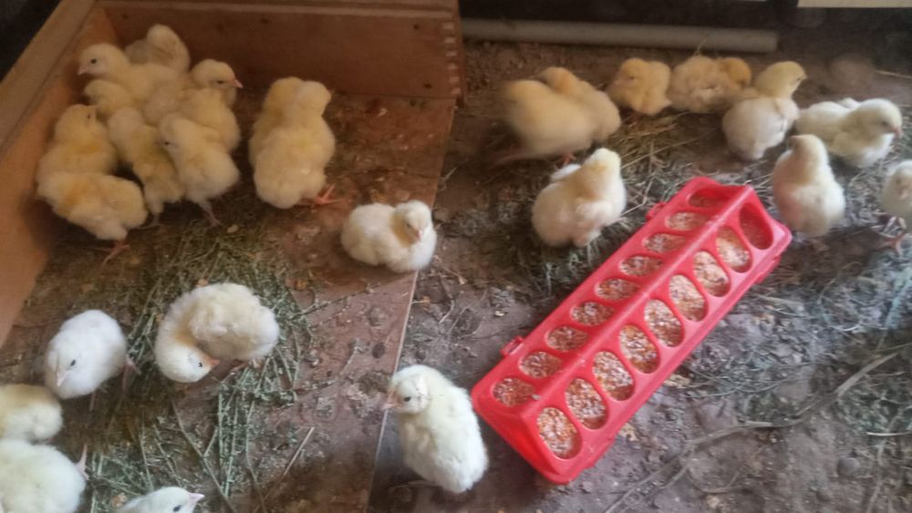 Суточныи и үлкендері бар бролерь