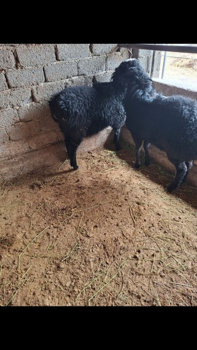 Қошқарлар сатылады .