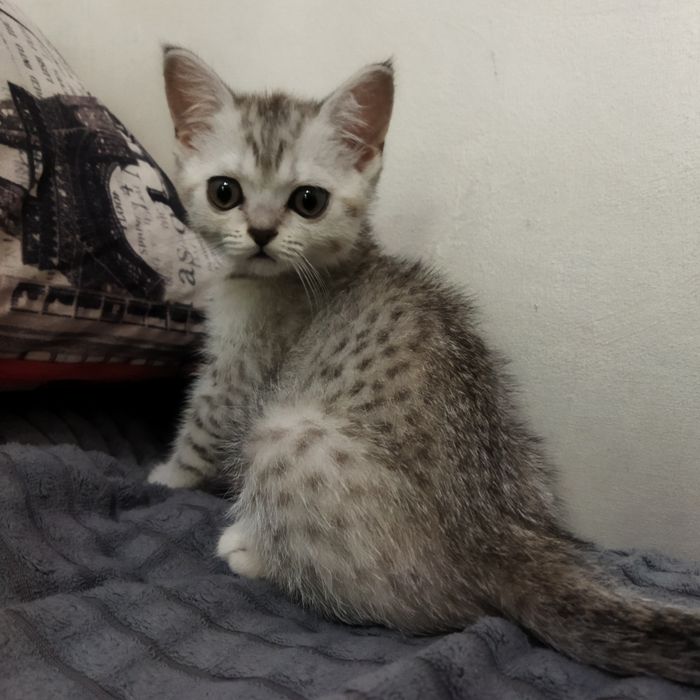 срочно продается кошечка
