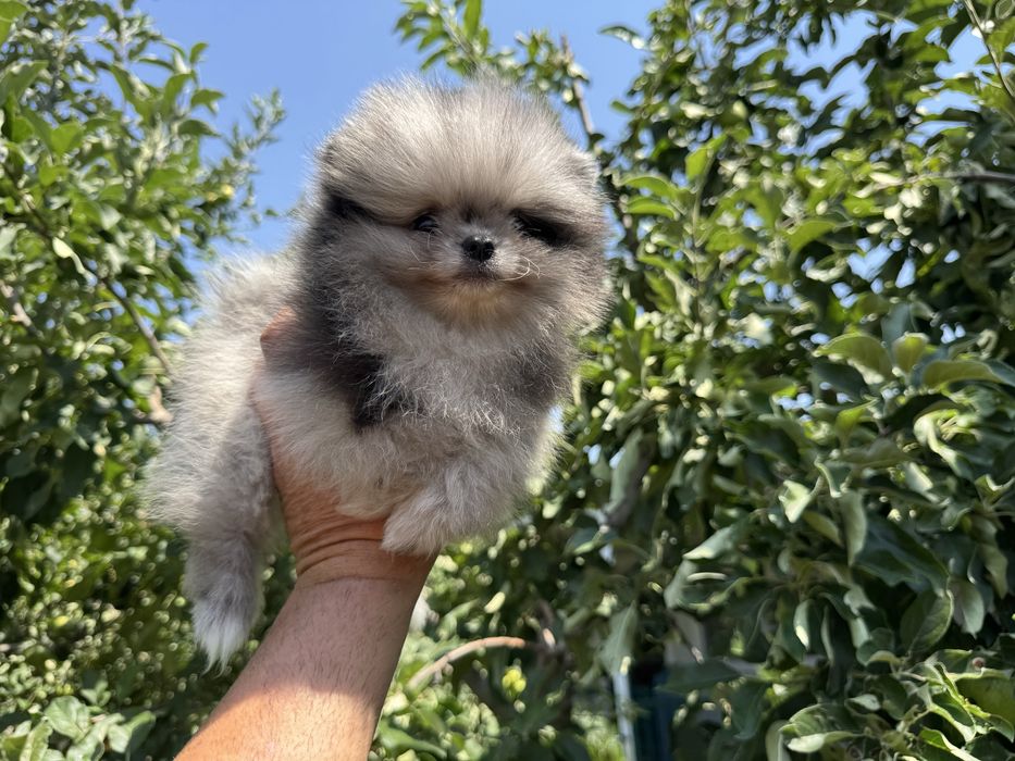 Продавам померан - възможно доставка