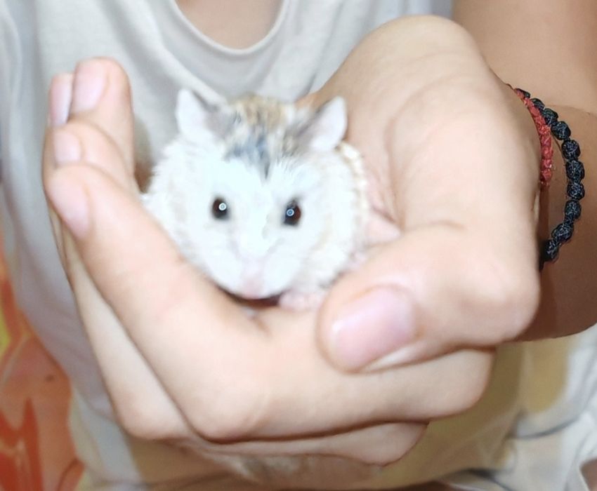 Donez hamster băiat