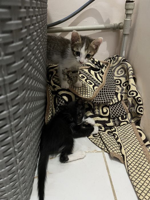 Котята бесплатно