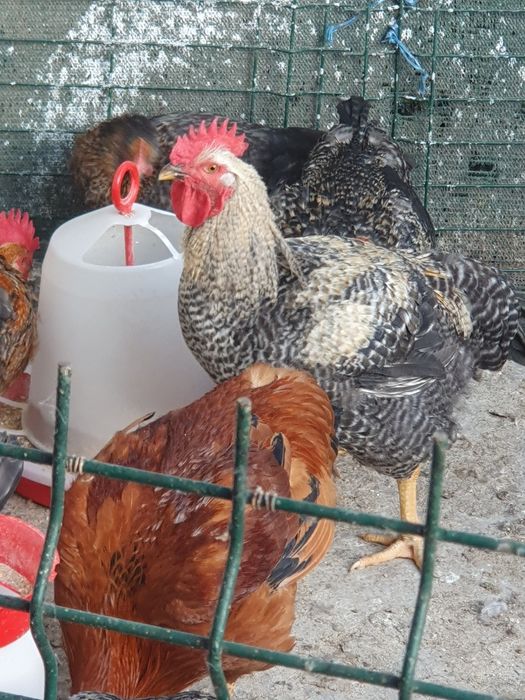 Cocoși de vânzare atât vii cât și tăiați