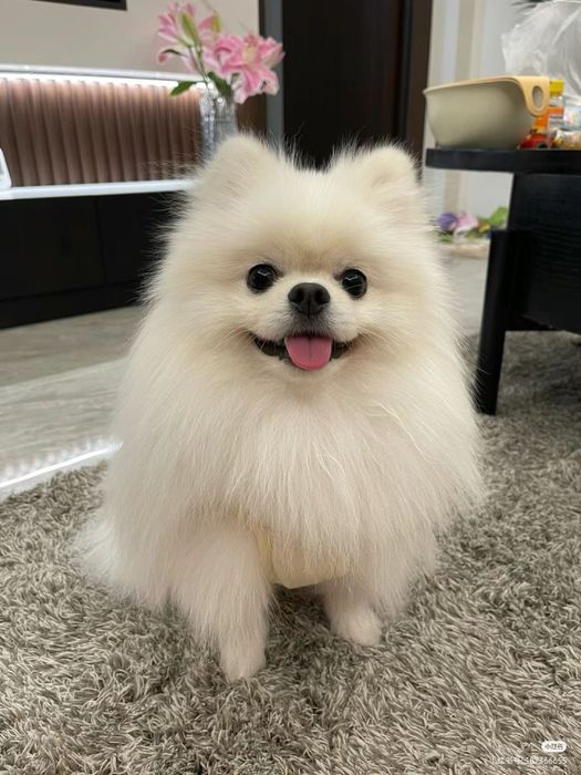 Servicii de pet-sitting