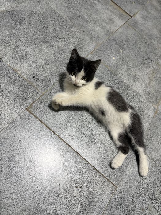Котенок ищет  дом