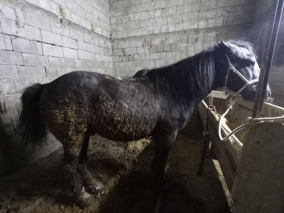 Продам Лошадь жеребец на согым