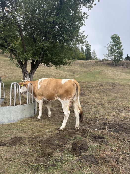 Vand bovina tanara