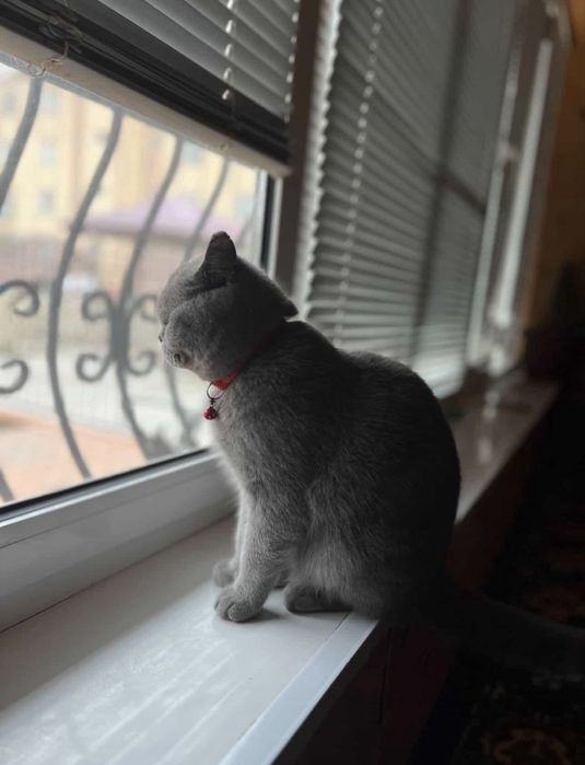 Mushuk sotiladi zotdor Fold strait