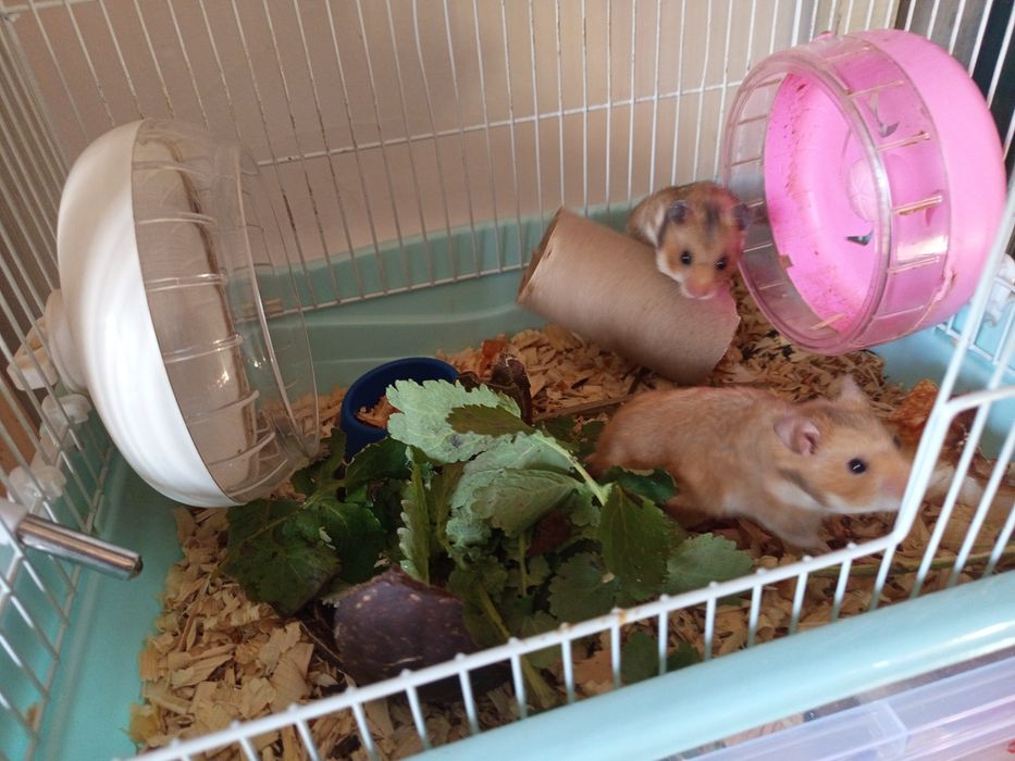 Продаю хомиков серийских