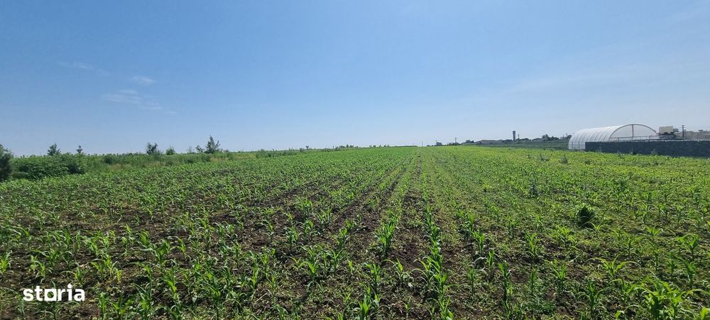 1 ha teren in Catamarasti Deal