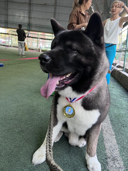 Акита кобель для вязки