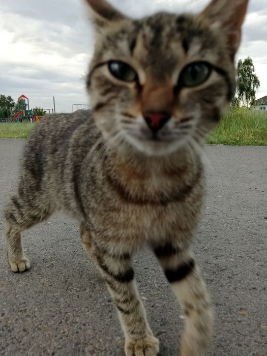 кошечка в добрые руки