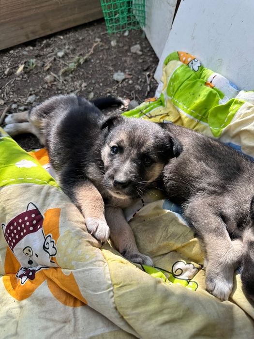 Щенята в добрые руки